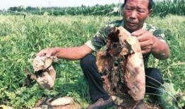 青县吃瓜最新事件爆料新闻,揭秘背后惊人真相