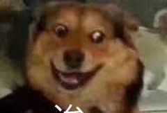 一个狗狗最新爆料图片表情包,萌态可掬，笑翻网友