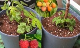 树莓最新爆料视频