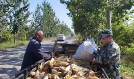 青县吃瓜最新事件爆料新闻,揭秘背后惊人真相