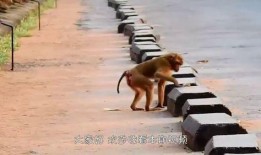 猴子爆料最新消息视频,揭秘最新视频背后的惊人真相