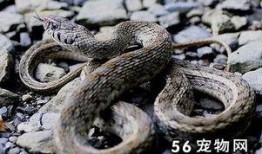 南京大花蛇最新爆料,揭秘神秘事件背后真相