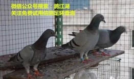 鸽子爆料打架视频大全最新