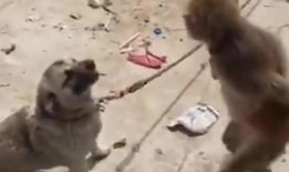 猴子爆料最新消息视频,揭秘最新视频背后的惊人真相