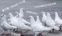 鸽子爆料打架视频大全最新