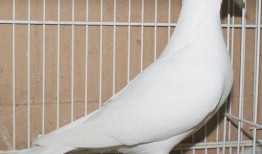 鸽子爆料打架视频大全最新